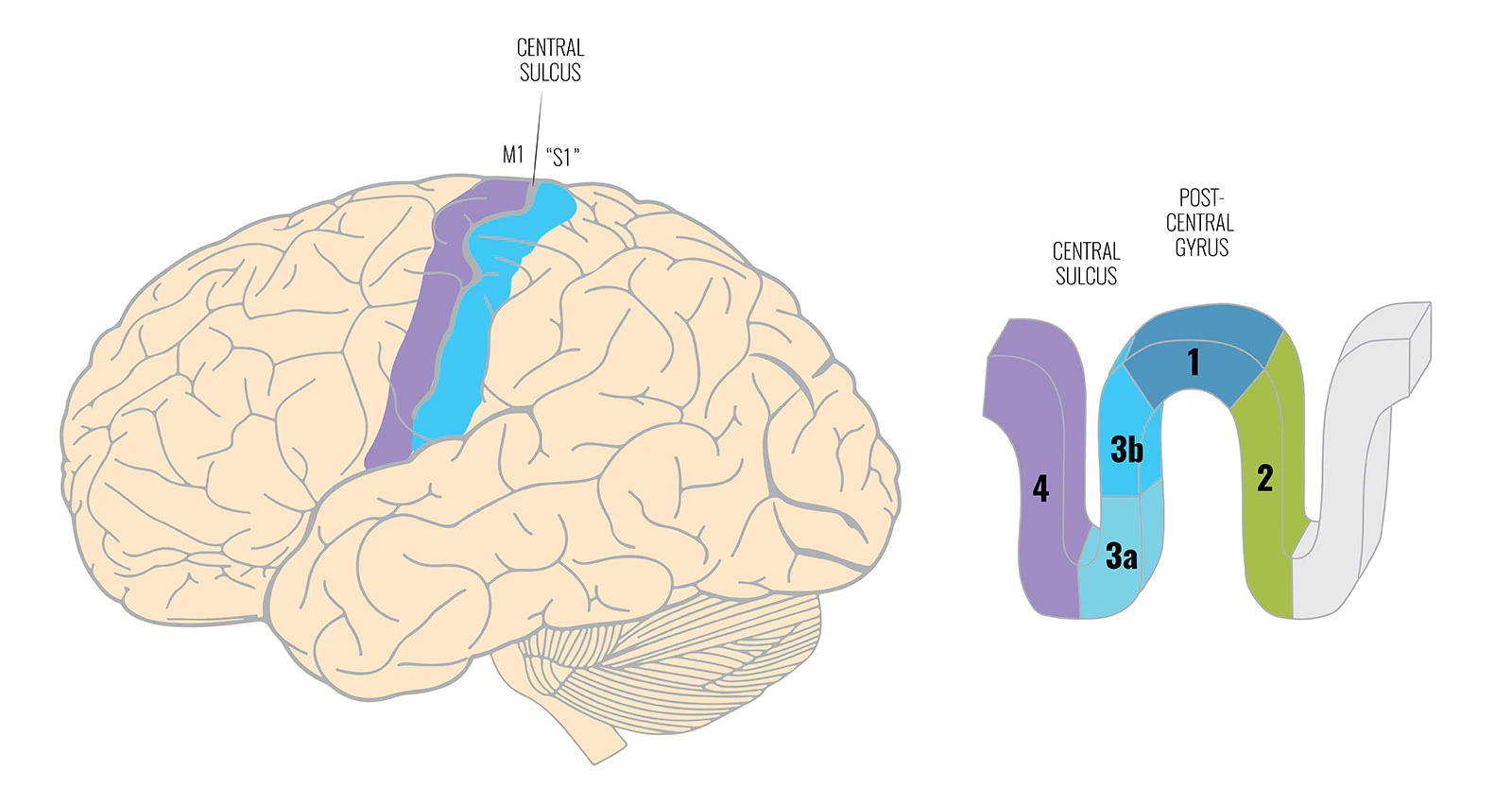 Diagram of the primary motor cortex M1 and primary somatosensory cortex S1 with cross-section inset labeling cortical subareas 3a, 3b, 1, 2, and 4 relative to the central sulcus