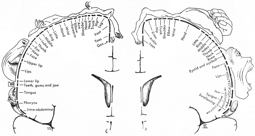Wilder Penfield's original 1948 illustrations of the sensory homunculus and motor homunculus, showing proportional cortical representation of body parts in S1 and M1