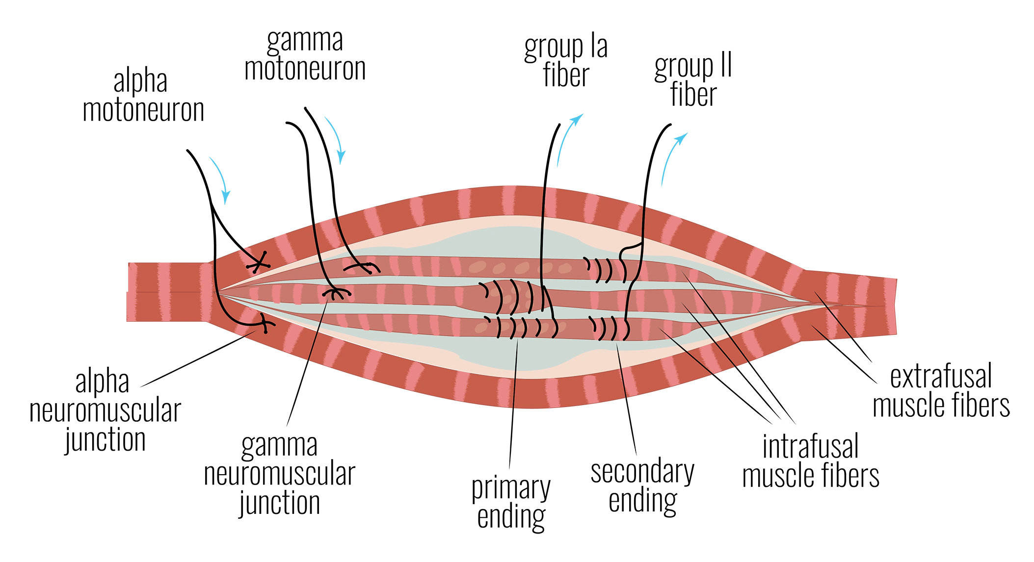 Spindle diagram